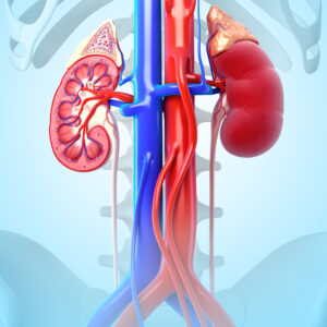 KIDNEY FUNCTION SCREENING PACKAGE